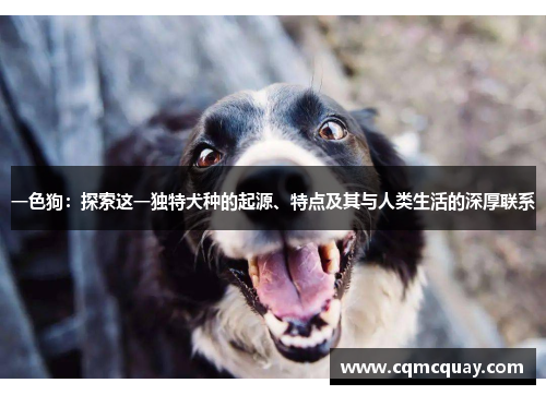 一色狗：探索这一独特犬种的起源、特点及其与人类生活的深厚联系